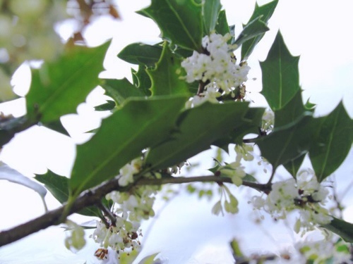 ＨＩＩＲＡＧＩ