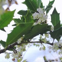 ＨＩＩＲＡＧＩ