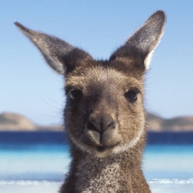 Tweeting Roo ™
