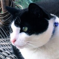 🟦 Zwart/Wit 🎗️