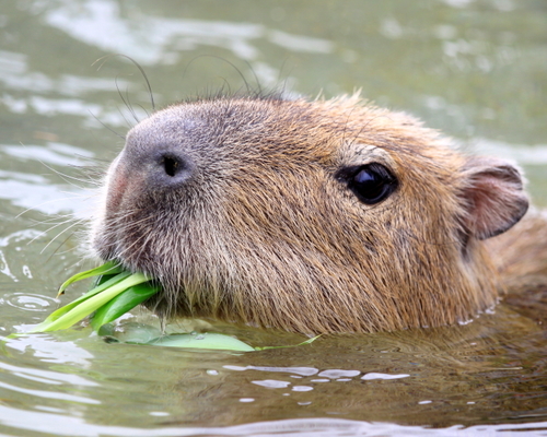 capybara siestantan