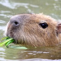 capybara siestantan