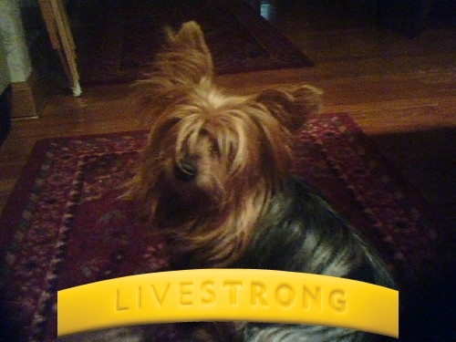 Paula Moses🇺🇸🇨🇦❤️🐾☮️