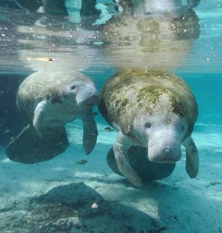 Dr ortho 33 #vacciné #jesuisdyslexique