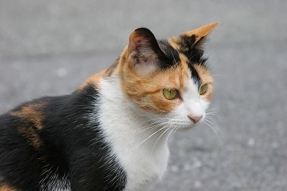 ついしょうめつ(nʞɐʎɥ)