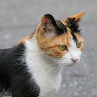 ついしょうめつ(nʞɐʎɥ)