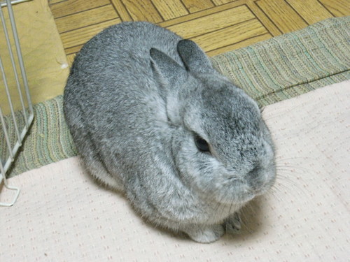 うさパラ☆🐇💕🎏開幕バンザイ⚾️良いシーズンに🏟️