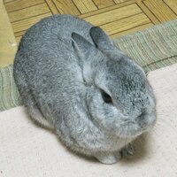 うさパラ☆🐇💕🎏開幕バンザイ⚾️良いシーズンに🏟️