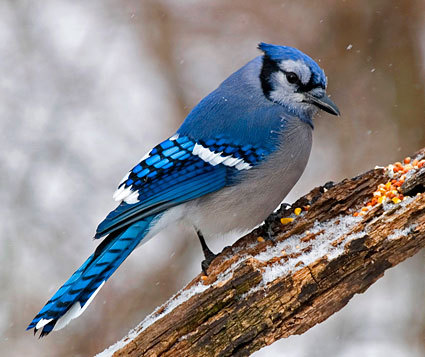 oba_chan_from_outside