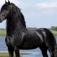 نافع المصرى