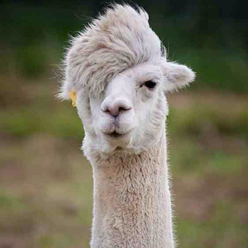 Llama King
