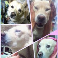 おたまじゃくすん