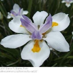 Blossom 🌵🌷🌱🍃💖💚✨