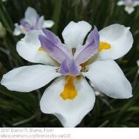 Blossom 🌵🌷🌱🍃💖💚✨