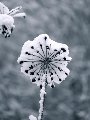 winterflower