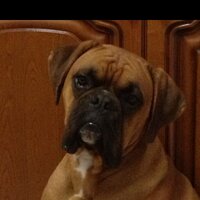 Domenico R. Pagnotta