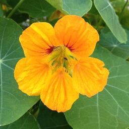 chica twopatch mastodon: chica_twopatch@troet.cafe