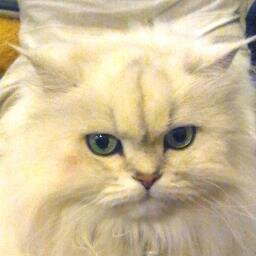 よちぱー・レッツゴーカナモト2026