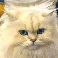 よちぱー・レッツゴーカナモト2026