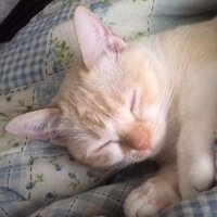 マル(13才😺)とゴトー