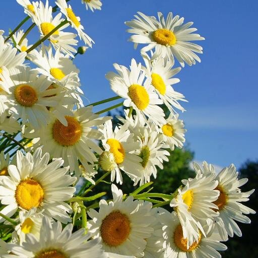 Cisco Ventura 🇺🇦