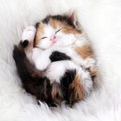 羅璃瑠禰　摸魅瑚