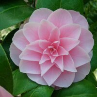 【Flower pictures🌺🌼🌻 & Spiritual truth】楽しいスピ