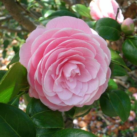 楽しいスピさんbot