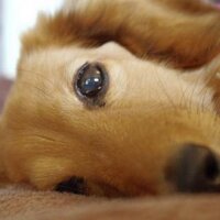 ダックスエル坊