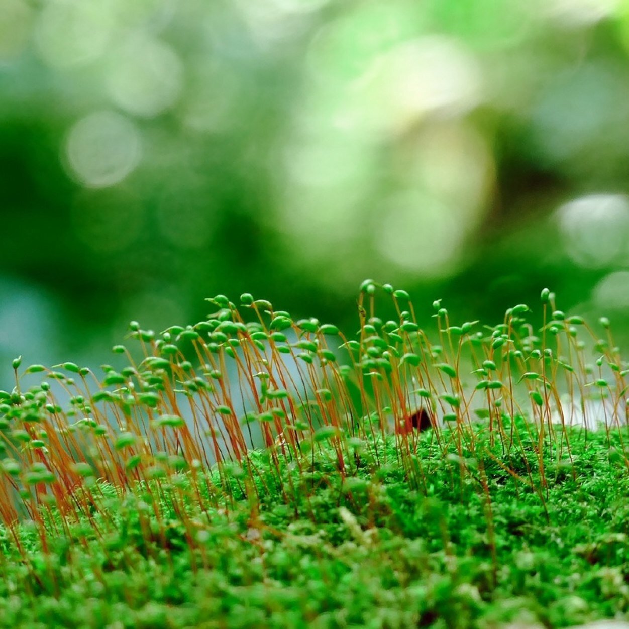 さやえんどう豆