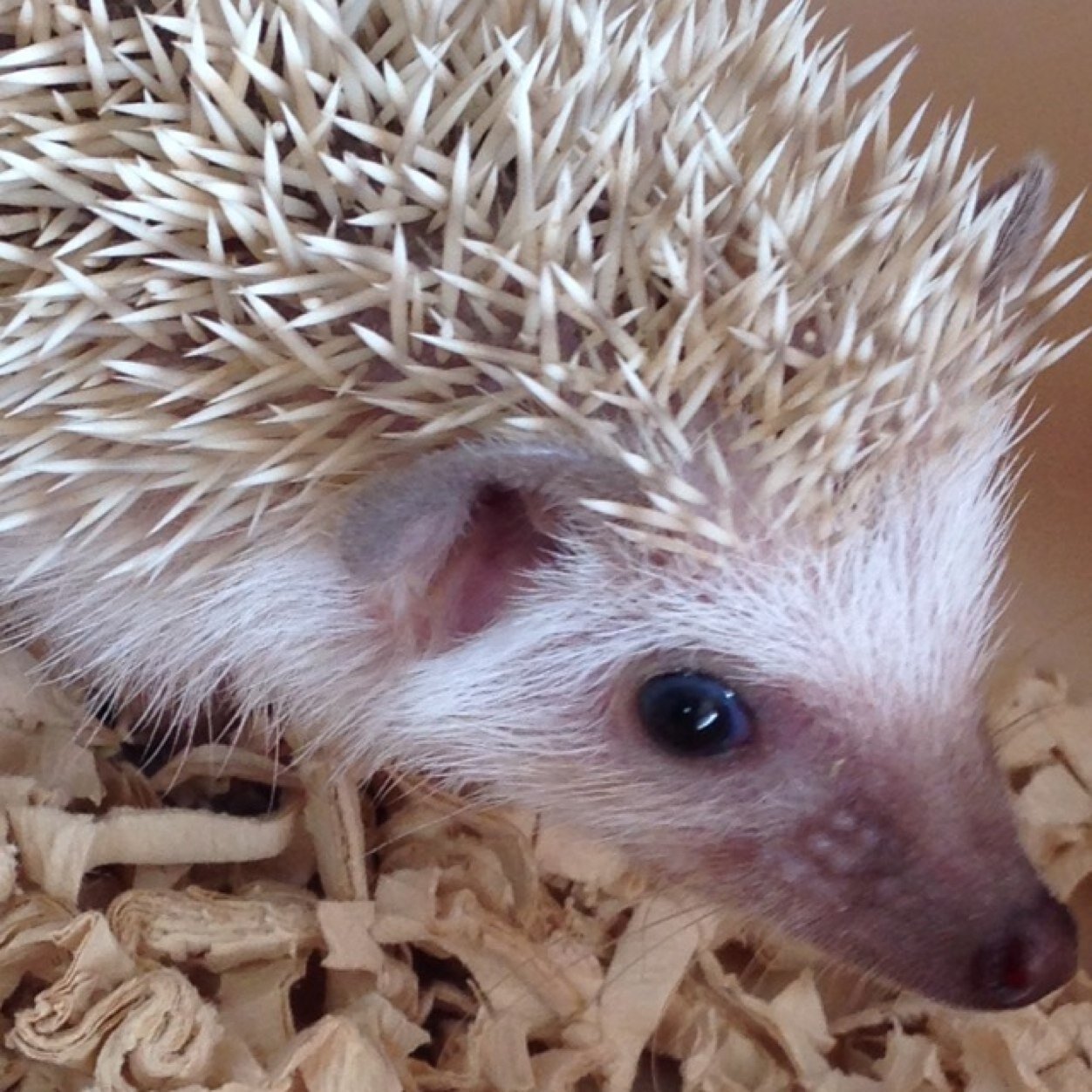 ハリネズミのmonちゃん.🍊,💊