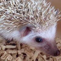 ハリネズミのmonちゃん.🍊,💊