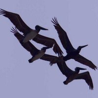 D. Stamos/Helodriver