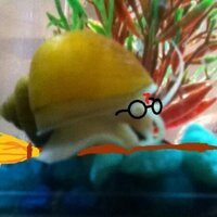 Hank the Sea Snail