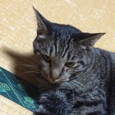 おルと@縁側同盟