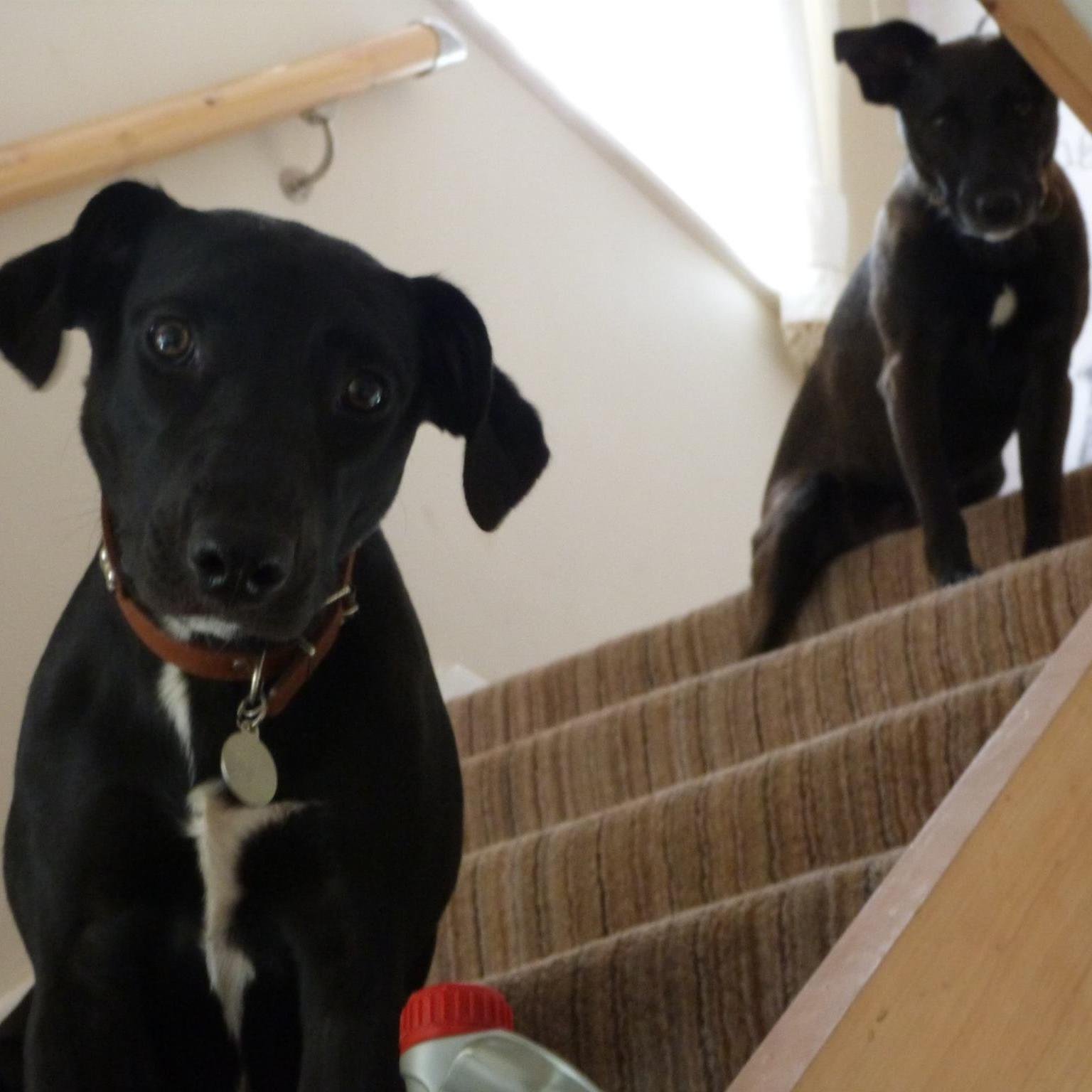 David Mead 大衛 米德