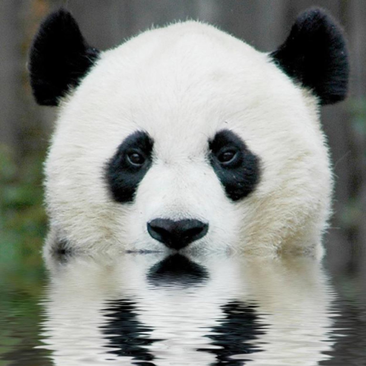 RainPanda