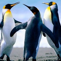 🇧🇷 BGONCALVES 🇧🇷