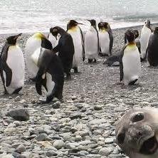 💖Breast Cancer Warrior 💪 Julie Library