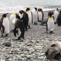 💖Breast Cancer Warrior 💪 Julie Library