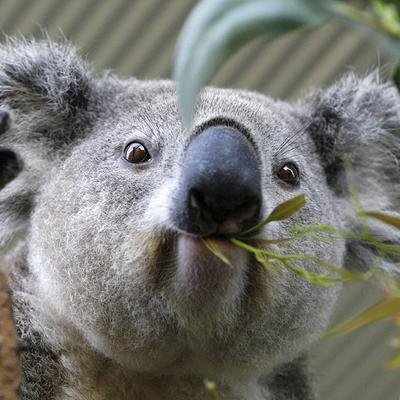 PutoKoala