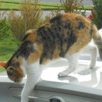 Crystal Madore #VoteBlue 🌊 💙🇺🇦