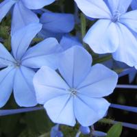 AdieulesLumieres. #Paix.