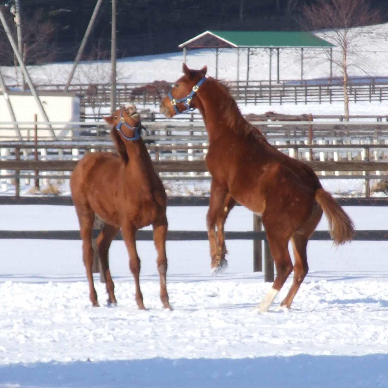 にいかっぷ観光協会
