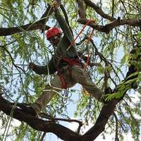 zamoratreeservicellc