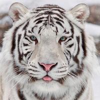 sailor jupiter 🇫🇷🇯🇵