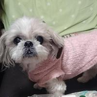 鷹橋忍『牧野富太郎　植物を友として生きる』３月３日刊行