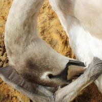 Sue_t2o 🏊‍♀️🇪🇺