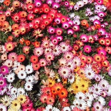 らがなひ＠皇位継承関連画像はご自由にお使いください