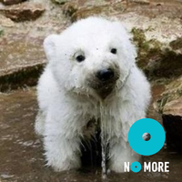 NoriNY 🐘🐼🐨🐻🐰🐣